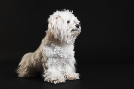 Cute white dog on black backgroundの写真素材