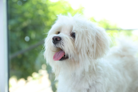 Cute white Maltese dog at home. Adorable pet