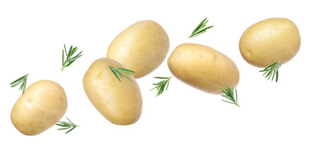 Fresh raw potatoes with rosemary flying on white backgroundの写真素材
