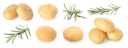 Fresh raw potatoes and rosemary isolated on white, collageの写真素材