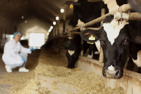 Veterinarian with cute cows inside cowshed in dairy farm, selective focusの写真素材