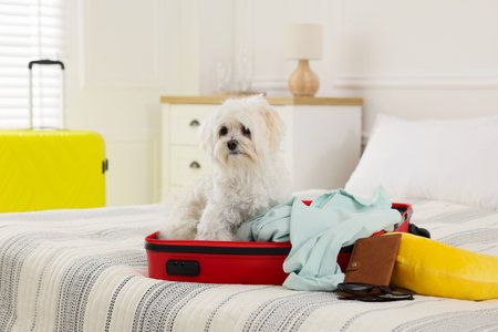 Pet hotel. Cute Maltese dog in suitcase with personal belongings on bed indoorsの写真素材