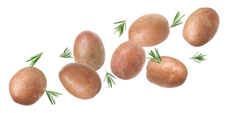 Fresh raw potatoes with rosemary flying on white backgroundの写真素材