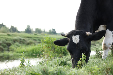 Beautiful cow grazing on green grass in countryside.の写真素材