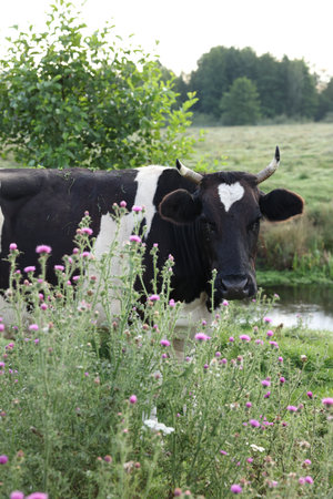 Beautiful black cow with white spotsの写真素材