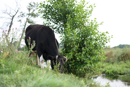Beautiful cow grazing on green grass in countrysideの写真素材