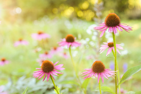 Beautiful pink Echinacea flowers blooming outdoors, closeup