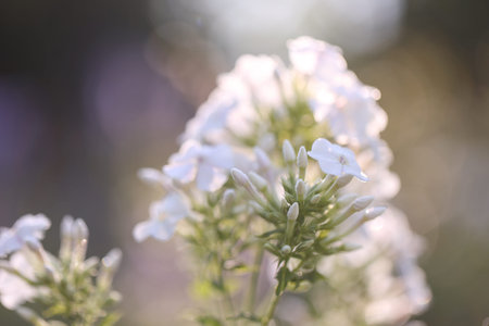 Beautiful white Hydrangea flowers blooming outdoors, closeup