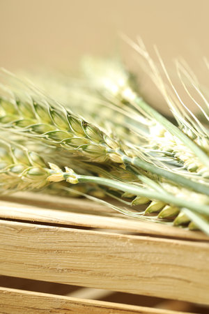 Green wheat spikes on wooden crate against beige background, closeupの写真素材