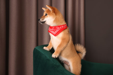 Cute Shiba Inu puppy with red bandana on armchair at homeの写真素材