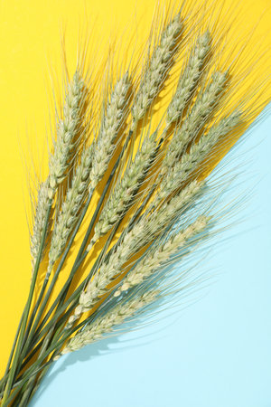 Green wheat spikes on color background, flat layの写真素材