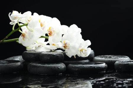 Beautiful orchid flowers and pebble stones on black background with water drops, closeupの写真素材