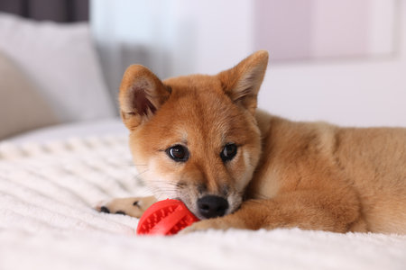 Cute Shiba Inu puppy playing with ball on bed at homeの写真素材