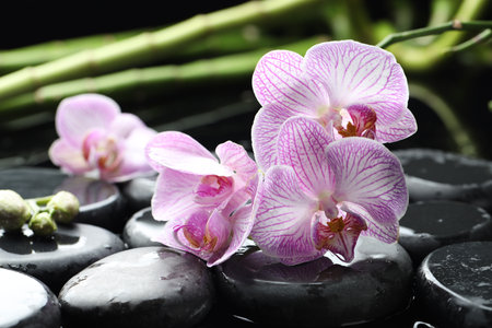Beautiful orchid flowers with water drops, spa stones and bamboo stems on black background, closeupの写真素材