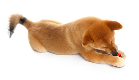 Cute Shiba Inu puppy playing with ball on white backgroundの写真素材