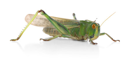 One locust on white background. Wild insectの写真素材