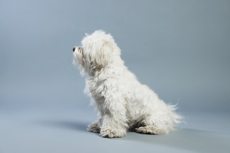 Cute white Maltese dog on light grey backgroundの写真素材