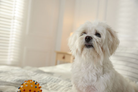 Cute white Maltese dog with toy on bed at home, space for textの写真素材