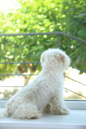 Cute white Maltese dog at home, back viewの写真素材