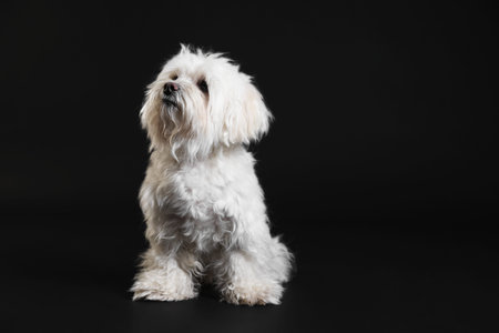 Cute white Maltese dog on black background, space for textの写真素材