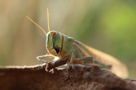 One locust on snag against blurred background, closeupの写真素材