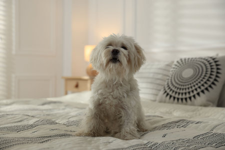 Cute white Maltese dog on bed at home