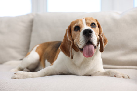 Cute Beagle dog lying on sofa at homeの写真素材