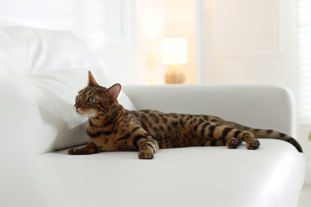 Cute Bengal cat on sofa at home. Adorable petの写真素材