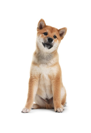 Cute Shiba Inu dog sitting on white backgroundの写真素材