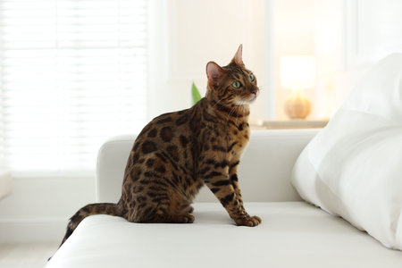 Cute Bengal cat on sofa at home. Adorable petの写真素材