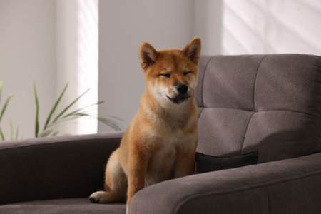 Cute Shiba Inu puppy on armchair at homeの写真素材