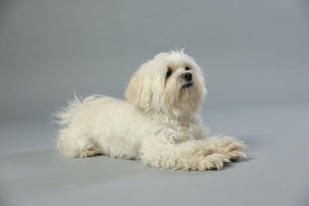 Cute white Maltese dog on light gray backgroundの写真素材