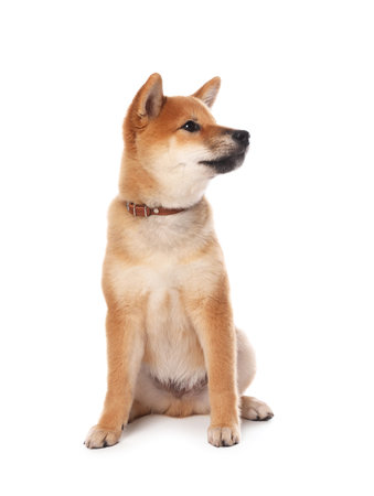 Cute Shiba Inu puppy with collar on white backgroundの写真素材