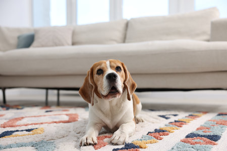 Cute Beagle dog lying on floor at homeの写真素材