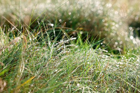 Grass with drops of dew on sunny day, closeup