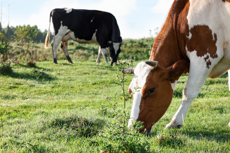 Beautiful cows grazing on green grass in countrysideの写真素材