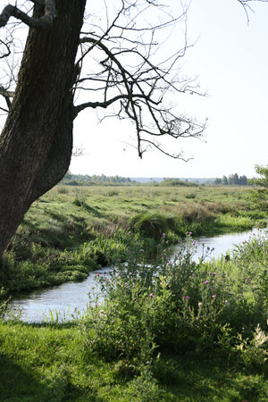 Green grass and trees growing alongside river in countryside