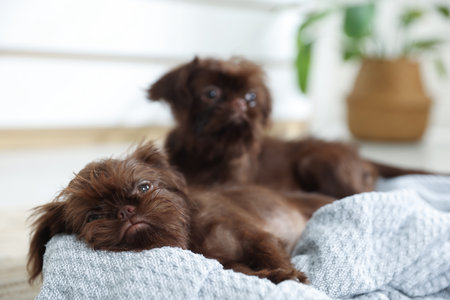 Cute Brussels Griffon puppies on pet bed indoorsの写真素材