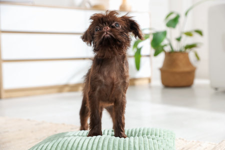 Cute Griffon puppy on pillow at homeの写真素材