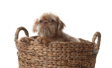 Cute Brussels Griffon puppy in wicker basket on white backgroundの写真素材