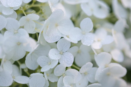 Beautiful white Hydrangea flowers with water drops as background, closeupの写真素材