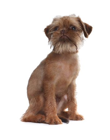 Cute Brussels Griffon puppy on white backgroundの写真素材