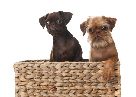 Cute Griffon puppies in wicker basket on white backgroundの写真素材
