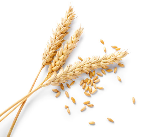Dried wheat ears and seeds isolated on white, top viewの写真素材