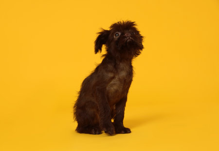 Cute Brussels Griffon puppy on yellow backgroundの写真素材