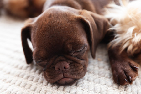 Cute Griffon puppies on rug at homeの写真素材