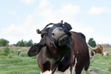 Beautiful black cow with white spots in meadowの写真素材