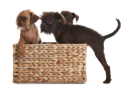 Cute puppies in wicker basket on white backgroundの写真素材