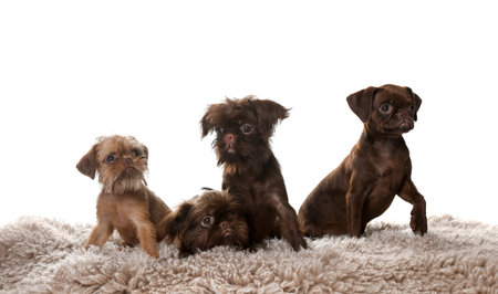 Cute Griffon puppies on rug against white backgroundの写真素材