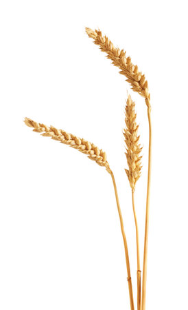 Three golden wheat ears isolated on whiteの写真素材